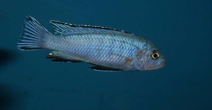 Chindongo heteropictus 'Chizumulu Island'